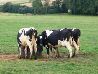 Vaches prim`holstein à l`abreuvoir au champ